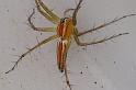 Oxyopes_quadrifasciatus_D7742_Z_87_North Stradbroke island_Australie